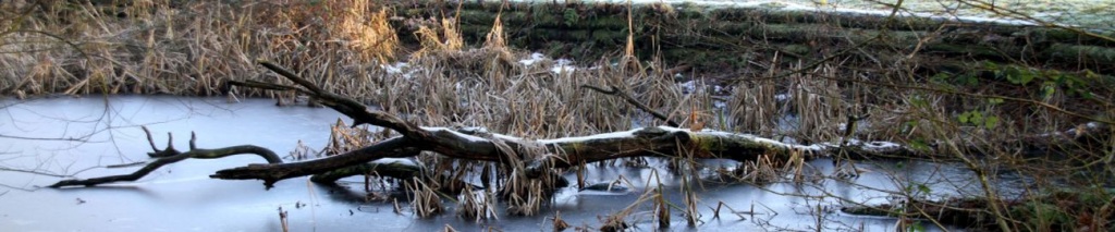 Frozen-Pond-and-Log