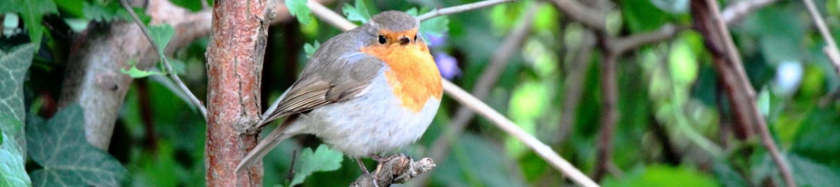 Robin1