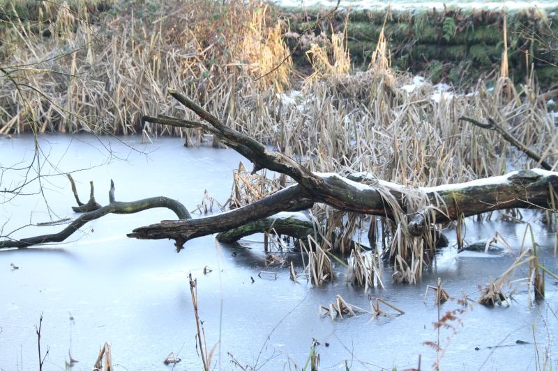 Frozen-log