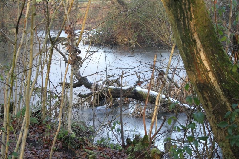 Frozen-pond