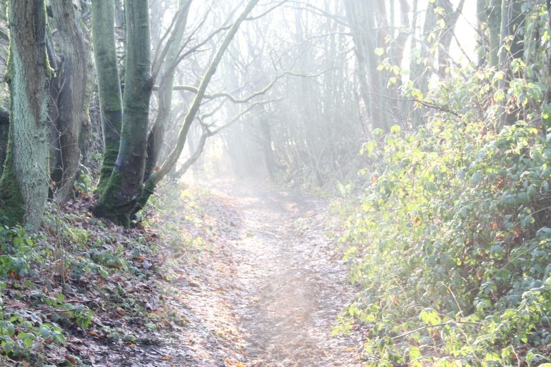 Mist-in-the-trees